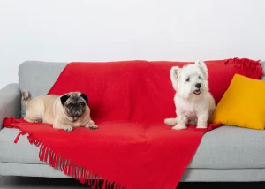 petits-chiens-mignons-canape